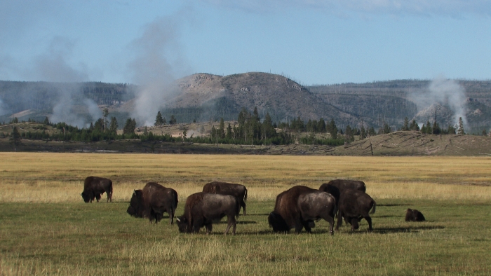 Bisons im Yellowstone